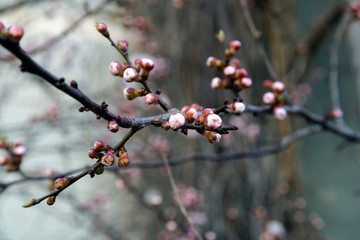 Apricot blossom Not blooming buds on a branch of an apricot tree. Selective focus. Blurred background.