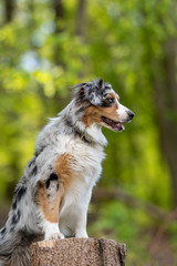 Australian Shepherd standing on treetrunk