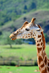 Beautiful African giraffe on the savannah