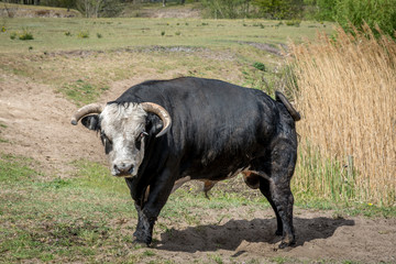 Black bull with horns standing on a green countryside