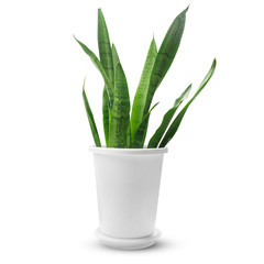 Sansevieria plant in white pastic pot isolated on white background with clipping path.square image