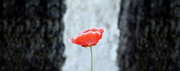 scarlet poppy on a light background between dark formations. Day of Remembrance
