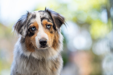 Australian Shepherd shallow depth of field looking to camera