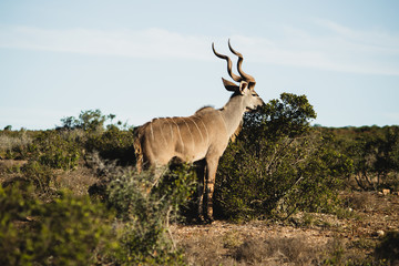 Kudu in Addo