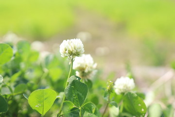 シロツメクサ