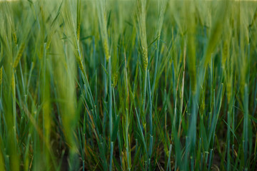 young Ear Wheat on green background