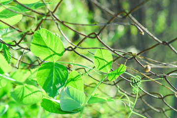 Green pea leaves. Close-up. Growing peas. Green plant.