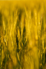 young Ear Wheat on green background