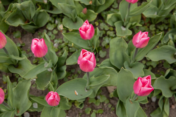 pink tulips in the garden