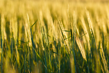 young Ear Wheat on green background