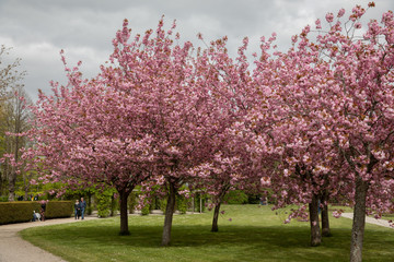 pink cherry tree