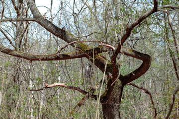 Weird tree with crooked branches. Twisted branches of an old tree in the forest