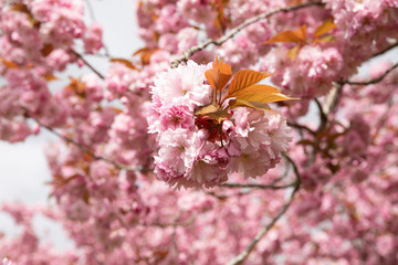 cherry blossom in spring