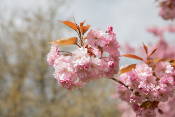 pink cherry blossom