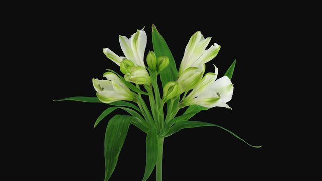Time-lapse of opening white Peruvian Lily flower 9a1 in PNG+ format with ALPHA transparency channel isolated on black background

