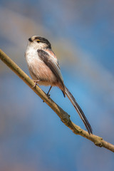 Fototapeta premium Beautiful fluffy bird Long-tailed tit sits on a grey branch on a beautiful blue background. Aegithalos caudatus, shot in Europe