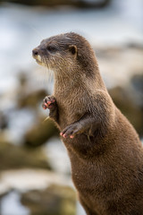 European otter, or Lutra lutra, standing on the rocks in the snow 