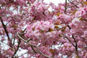 pink cherry tree