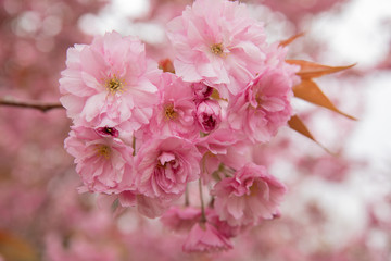 pink cherry blossom