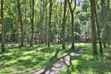 Woodland in Spring