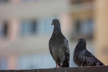 Pigeon posing for camera in city center