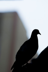 Silhouette of a pigeon posing for camera in city center