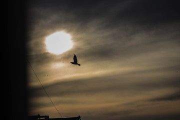 a bird flying towards to sunset