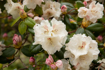 Obraz premium flower blooming