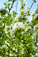 Beautiful white apple or pear blossom.Flowering apple/pear tree.Fresh spring background on nature outdoors.Soft focus image of blossoming flowers in spring time.For easter and spring greeting cards