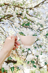 hand with pink cup on flowering apple tree background