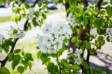 Beautiful white apple or pear blossom.Flowering apple/pear tree.Fresh spring background on nature outdoors.Soft focus image of blossoming flowers in spring time.For easter and spring greeting cards