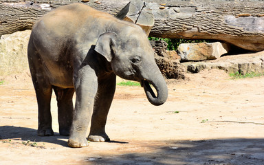 Fototapeta premium baby elephant on a walk