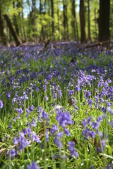 Naklejka premium Bluebells in Woodland