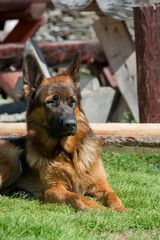 Portrait of a beautiful German shepherd dog