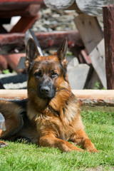 Portrait of a beautiful German shepherd dog