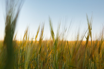 young Ear Wheat on green background