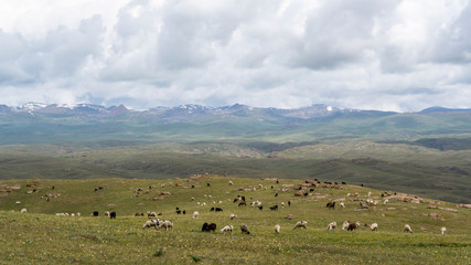 Fototapeta na wymiar Sheep Son Kol Kyrgyzstan