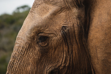 Elephants in the Addo National park.