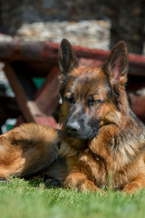 Portrait of a beautiful German shepherd dog