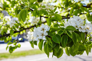 Beautiful white apple or pear blossom.Flowering apple/pear tree.Fresh spring background on nature outdoors.Soft focus image of blossoming flowers in spring time.For easter and spring greeting cards