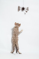 bengal cat playing with spider toy on white background