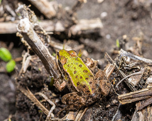 The real frog (lat. Ranidae) is a family of tailless amphibians