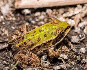 The real frog (lat. Ranidae) is a family of tailless amphibians