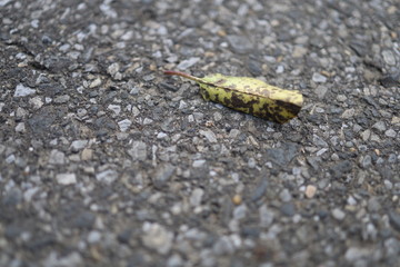 道路に落ちた葉
