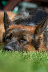 Portrait of a beautiful German shepherd dog