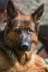 Portrait of a beautiful German shepherd dog