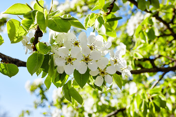 Beautiful white apple or pear blossom.Flowering apple/pear tree.Fresh spring background on nature outdoors.Soft focus image of blossoming flowers in spring time.For easter and spring greeting cards