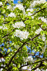 Beautiful white apple or pear blossom.Flowering apple/pear tree.Fresh spring background on nature outdoors.Soft focus image of blossoming flowers in spring time.For easter and spring greeting cards