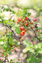 orange flowers on a bush