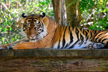 Amur tiger in the zoo Prague